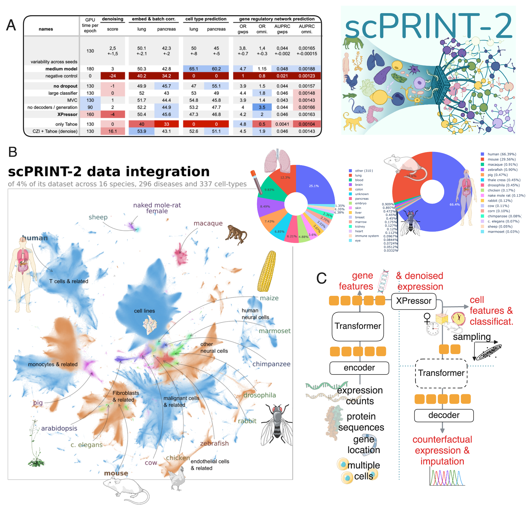 scPRINT-2 architecture and dataset overview