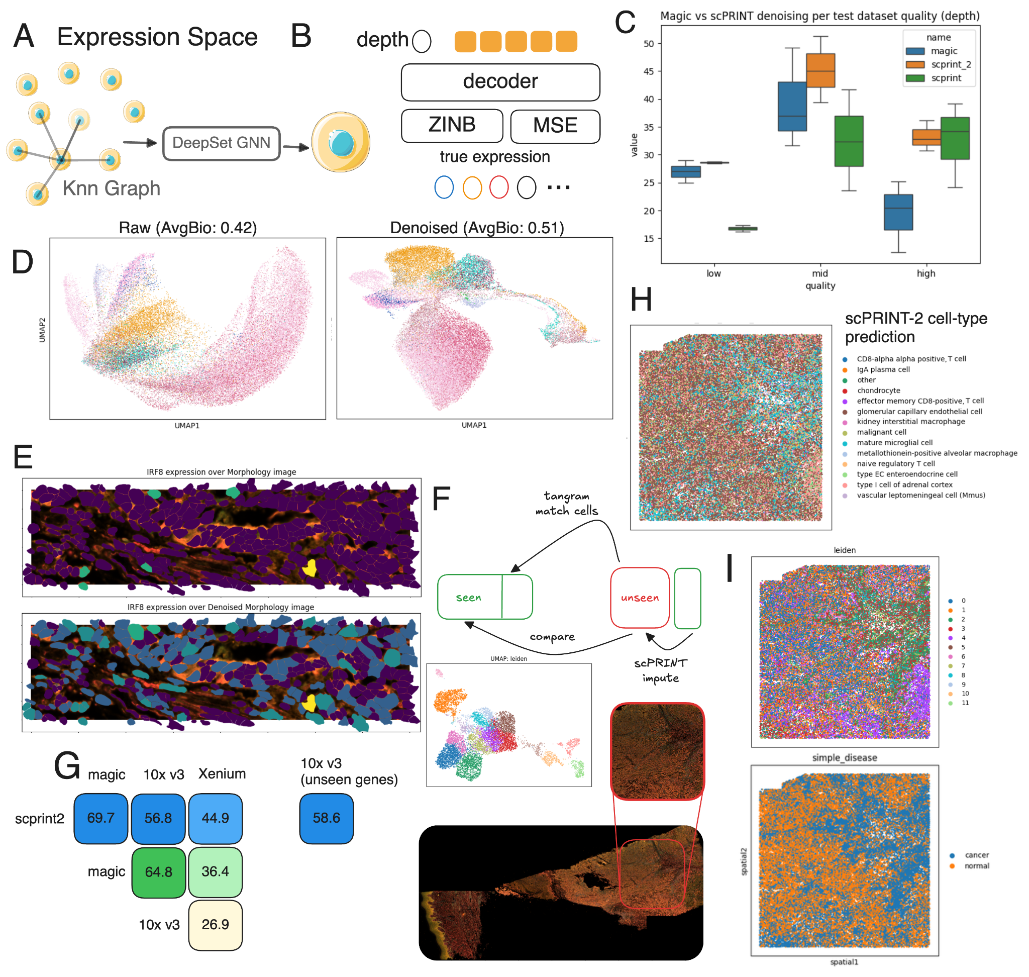 scPRINT-2 denoising and spatial results
