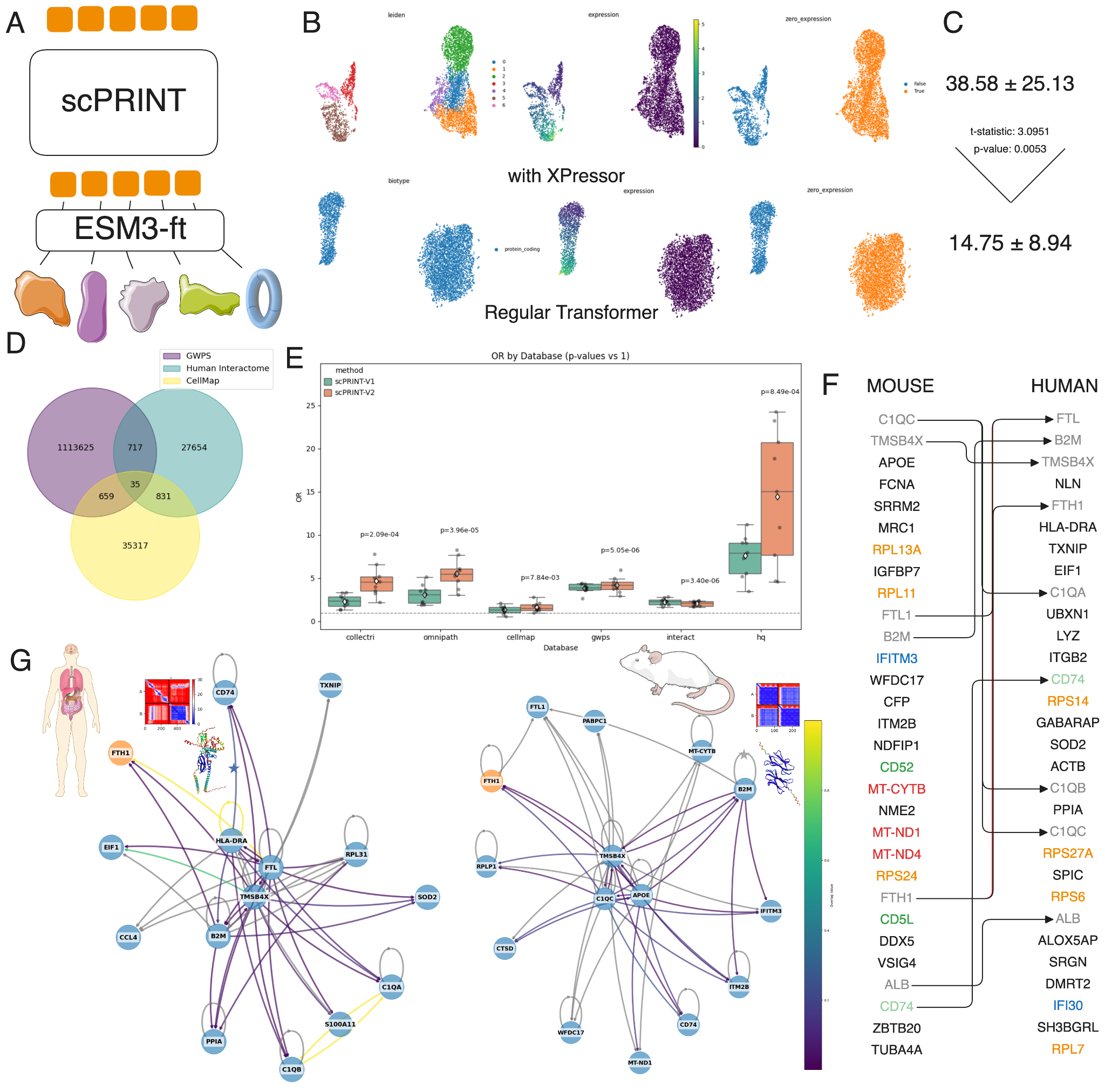 scPRINT-2 gene regulatory network predictions