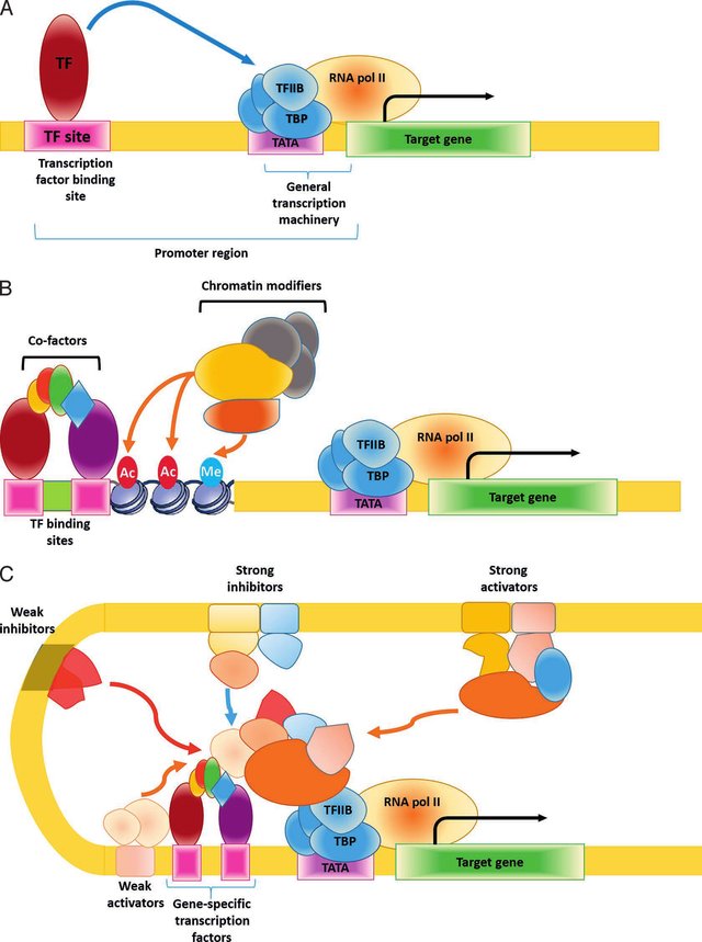 transcription machinery