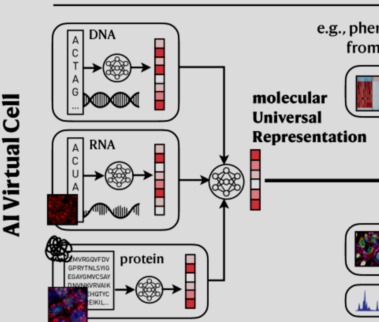 universal mol representation